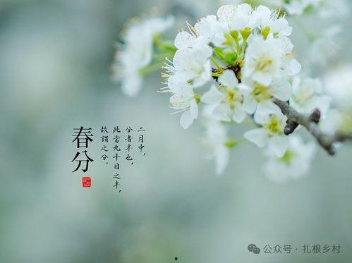 春分有雨在线观看,在线观看春分雨景,感受自然之美 第1张 春分有雨在线观看,在线观看春分雨景,感受自然之美 第1张