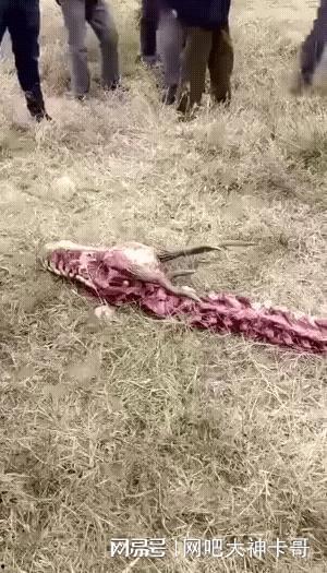 达州野猪爆料事件始末视频,真相与争议的交织  第1张